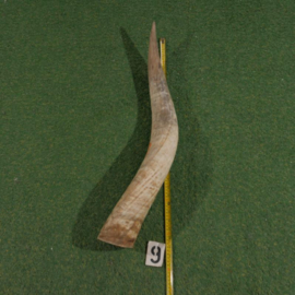 Watusi hoorn ruw (80 cm)