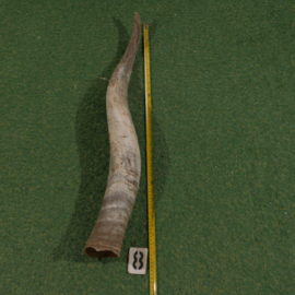 Watusi hoorn ruw (85 cm)