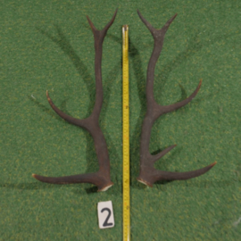 Red deer antlers (55 cm, set)