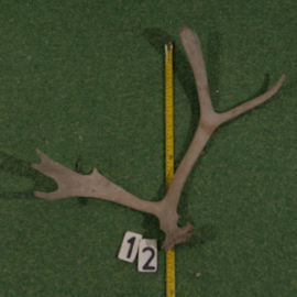 Reindeer antler (50 cm)