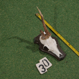 Roe deer antlers on shield (30 cm)