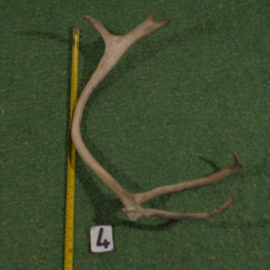 Reindeer antler (60 cm)