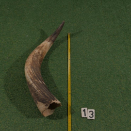 Watusi hoorn ruw (80 cm)