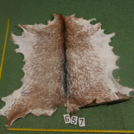 Perkament van geit met haar (ongeveer 1,10 m²)
