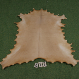 Reindeer parchment (0,89 m²)