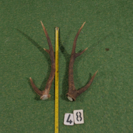 Red deer antlers (45 cm, set)