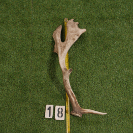 Damhert geweistang (55 cm)