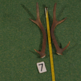 Red deer antlers (40 cm, set)