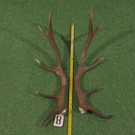 Red deer antlers (70 cm, set)