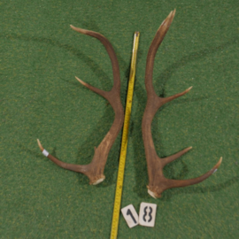Red deer antlers (65 cm, set)