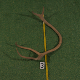 Reindeer antler (60 cm)