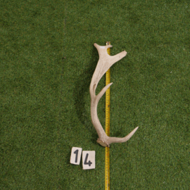 Damhert geweistang (45 cm)