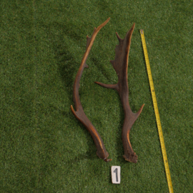 Damhert geweistang (60 cm) setje