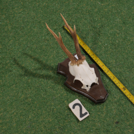 Roe deer antlers on shield (30 cm)