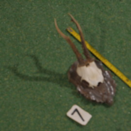 Roe deer antlers on shield (30 cm)