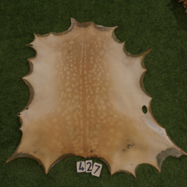 Perkament van damhert (0.88 m²)