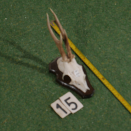 Roe deer antlers on shield (35 cm)