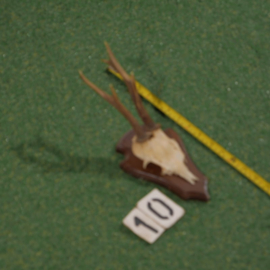 Roe deer antlers on shield (30 cm)