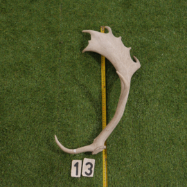 Damhert geweistang (60 cm)