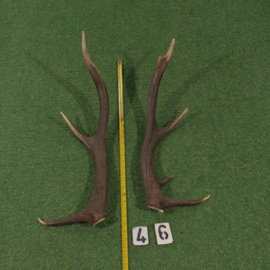 Red deer antlers (70 cm, set)