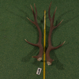 Red deer antlers (80 cm, set)