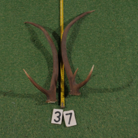 Red deer antlers (50 cm, set)