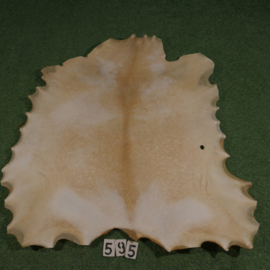 Goat parchment (approx. 1,10 m²)