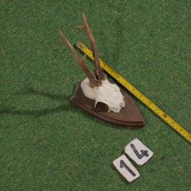Roe deer antlers on shield (30 cm)