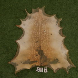 Perkament van damhert (0.90 m²)