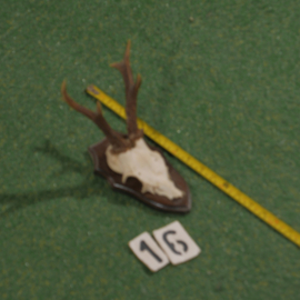Roe deer antlers on shield (30 cm)