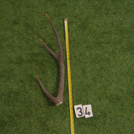 Edelhertgewei (60 cm)