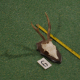 Roe deer antlers on shield (30 cm)