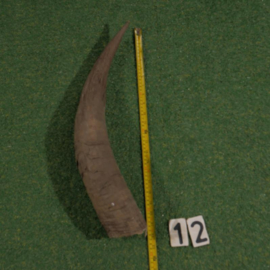 Watusi hoorn ruw (60 cm)