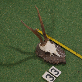 Roe deer antlers on shield (40 cm)