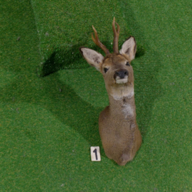 Mounted head roebuck