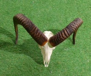 moeflon schedel hoorns