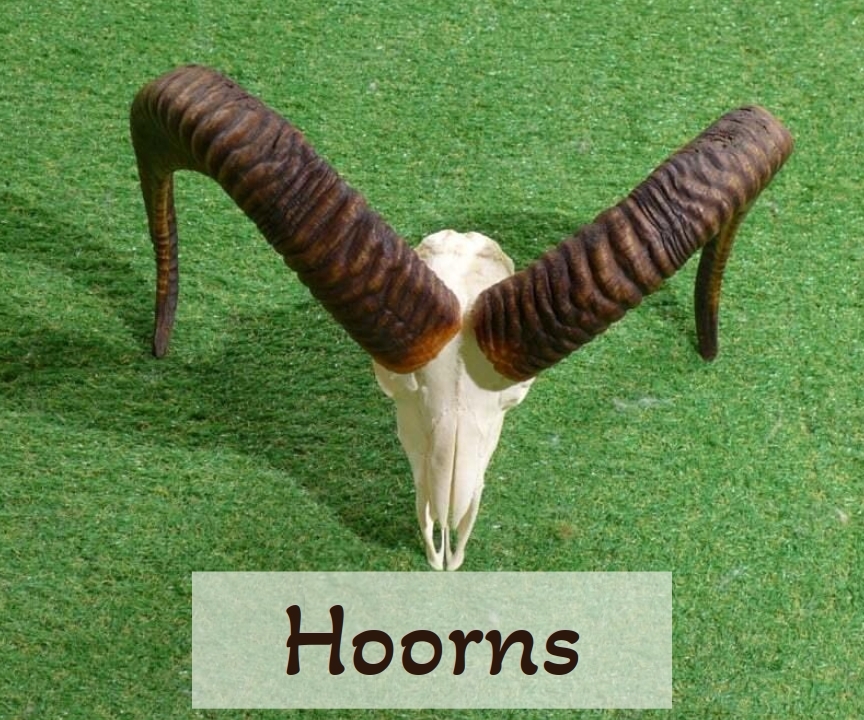 klik door naar hoorns