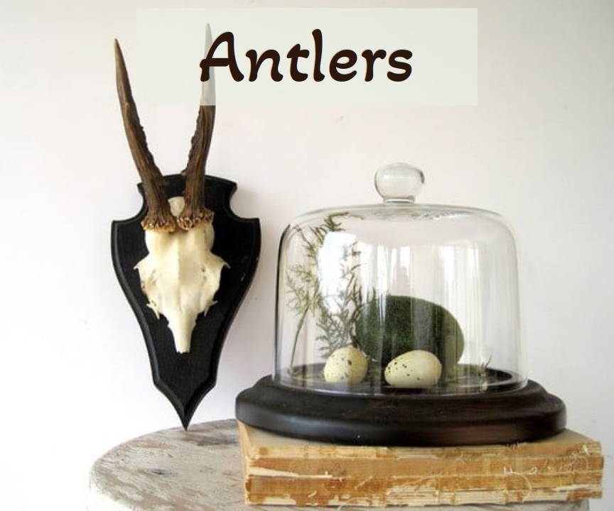 click to find the antlers