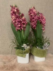 Hyacint dubbel roze in witte vierkant pot