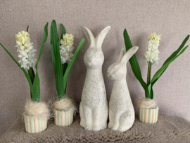 Hyacint wit in groen/wit potje