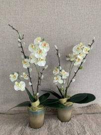 Mini orchidee in potje met wilgenkatjes