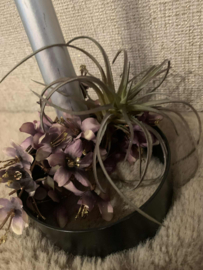Zwarte metalen kandelaar met wisteria mauve met gouden accent en tillandsia