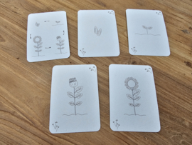 Levenscyclus Flashcards Zonnebloem