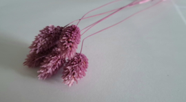 Phalaris framboos