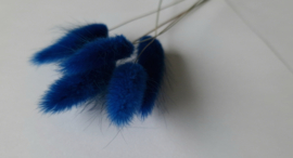 Lagurus blauw