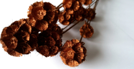Scabiosa koper