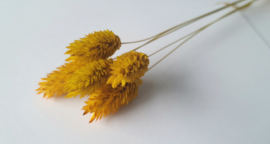 Phalaris geel