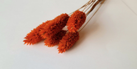 Phalaris oranje