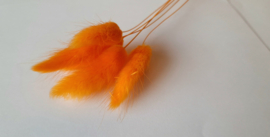 Lagurus oranje