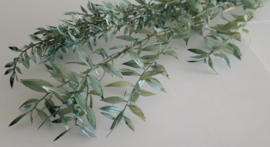 Ruscus licht blauw